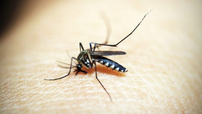 A mosquito image.