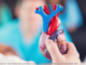 A person holding a heart model.