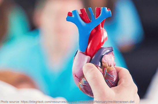 A person holding a heart model.