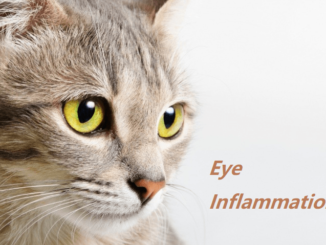 The cat and eye inflammation