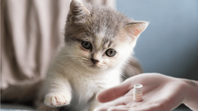 The image of cat looking at some tablets on the someone's hand.